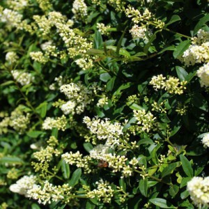 LIGUSTRUM TEXANUM