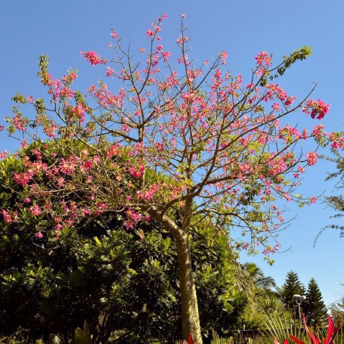 BAUHINIA ALBA (ARBRES AUX ORCHIDEES)