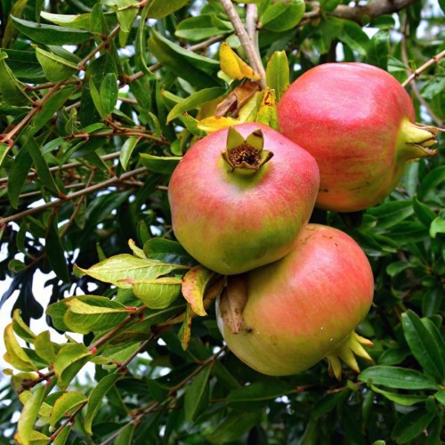 PUNICA GRANATUM ( GRENADIER)