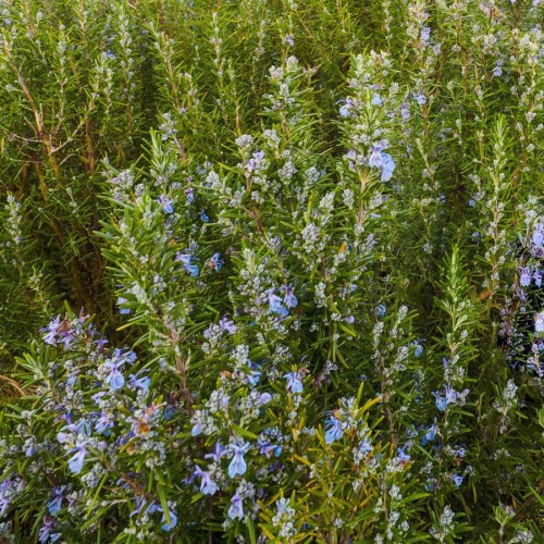 ROSMARINUS OFFICINALIS (ROMARIN)