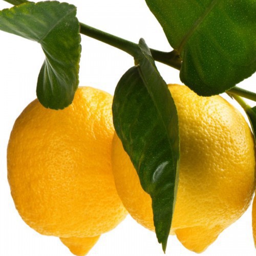 CITRUS LIMON (CITRONNIER)