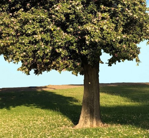 LAGUNARIA PATERSONII