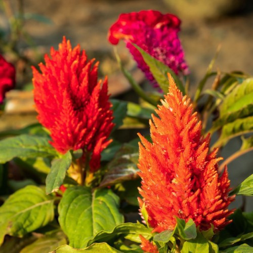 CELOSIA
