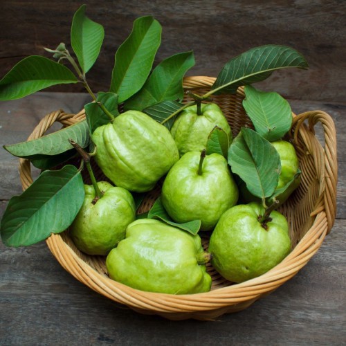 PSIDIUM GUAJAVA (GOYAVIER-POMME)