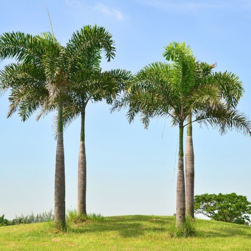 ROYSTONEA REGIA (PALMIER ROYAL DE CUBA)