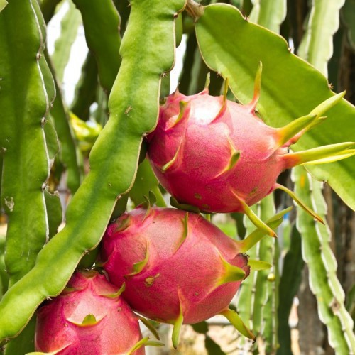 PITAYA (FRUIT DU DRAGON)