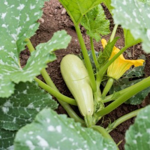 COURGETTE