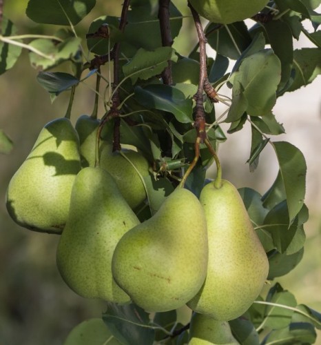 PYRUS COMMUNIS (POIRIER)