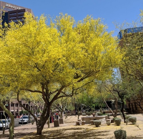 PARKINSONIA ACULEATA