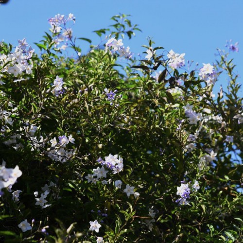 SOLANUM JASMINOIDES