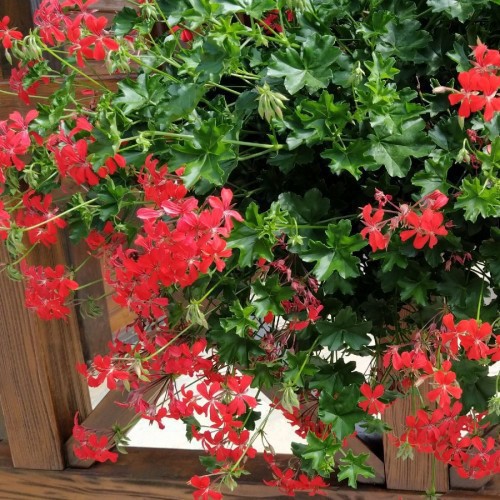 GERANIUM LIERRE