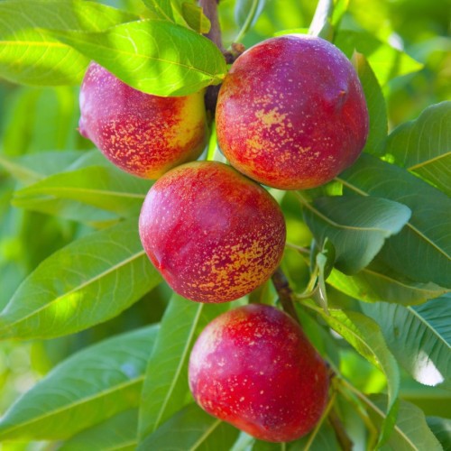 PRUNUS PERSICA NECTARINA (NECTARINIER)