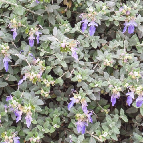 TEUCRIUM FRUTICANS
