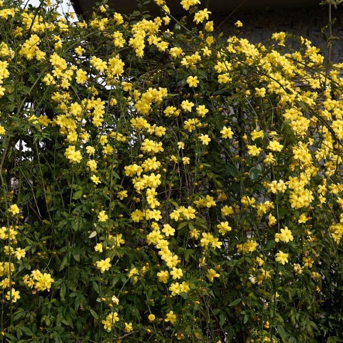JASMINUM MESNYI (JASMIN PRIMEVERE)