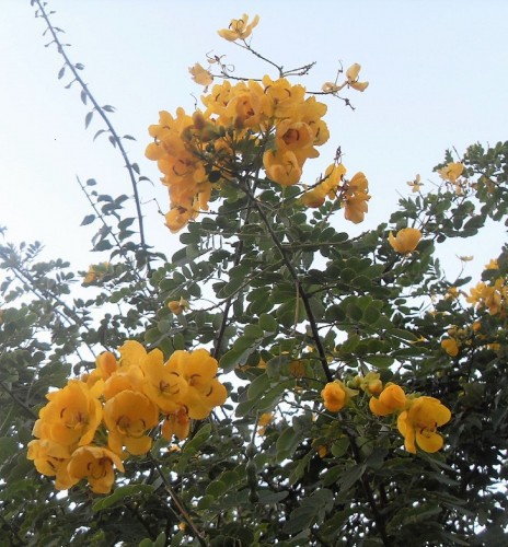 CAESALPINIA MEXICANA