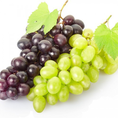 VITIS VINIFERA (VIGNE) (GREFFE)