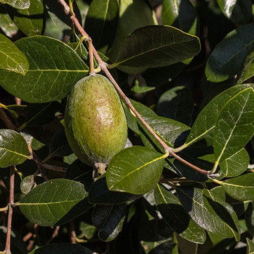 FEIJOA SELLOWIANA (FEIJOA)