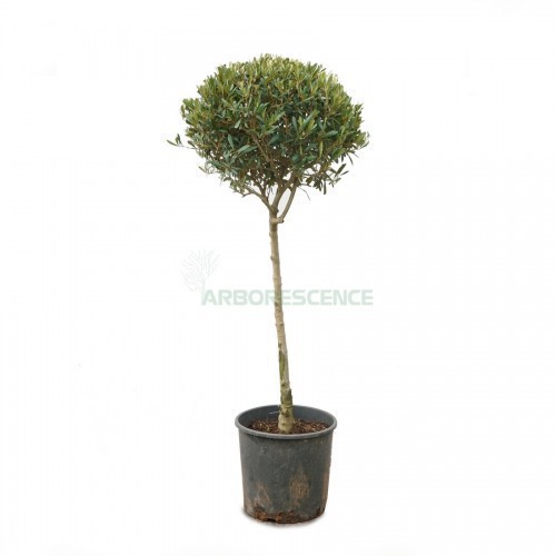 OLEA EUROPAEA (BOULE) (OLIVIER)