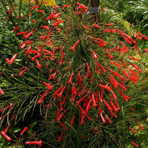 RUSSELIA EQUISETIFORMIS