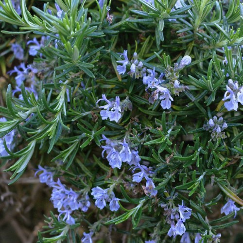 ROSMARINUS OFFICINALIS (ROMARIN)