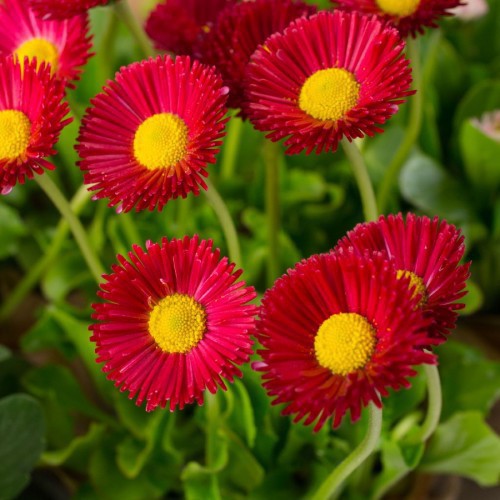 PAQUERETTE (BELLIS PERENNIS)