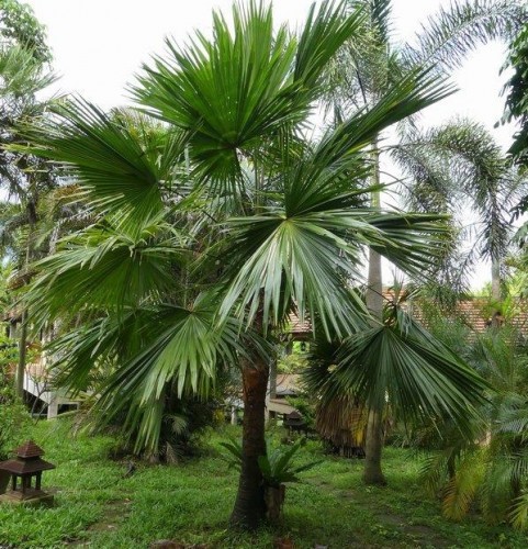 LIVISTONA SARIBUS (PALMIER TARAW)