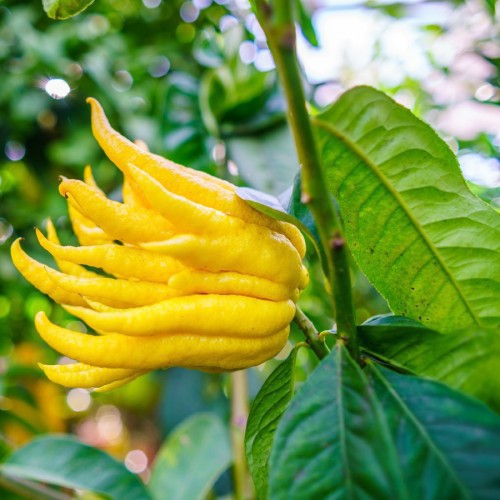 CITRUS MEDICA DIGITATA (CITRONNIER MAIN DE BUDDAH)