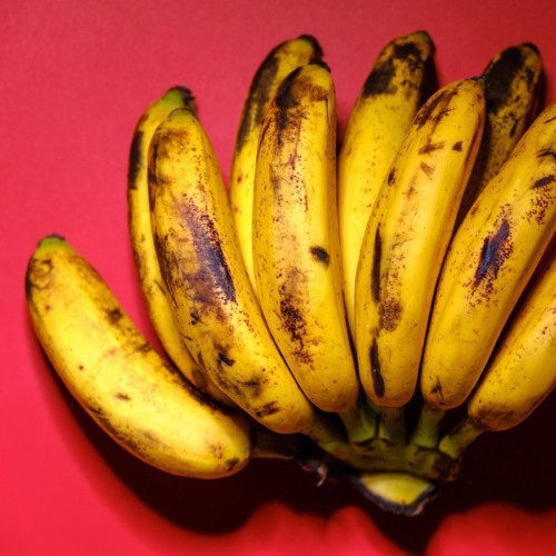 MUSA ACUMINATA (BANANIER)