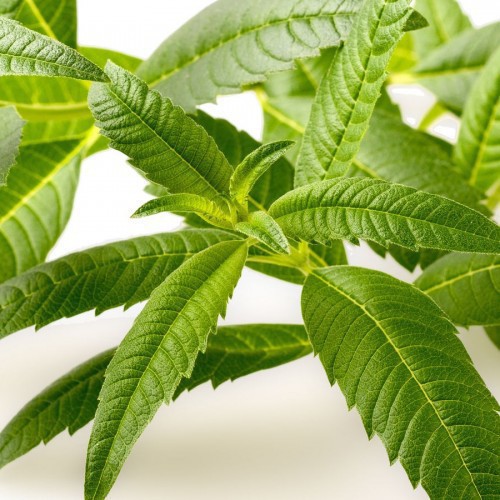 VERVEINE OFFICINALIS