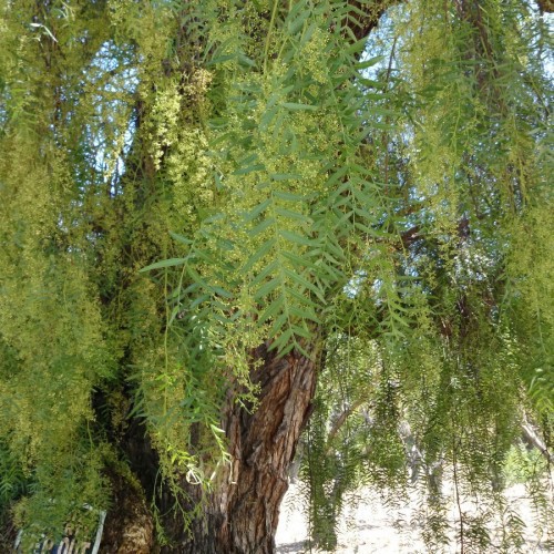 SCHINUS MOLLE