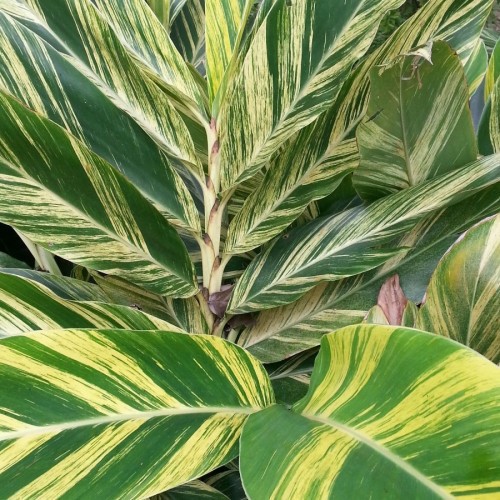 ALPINIA ZERUMBET VARIEGATA