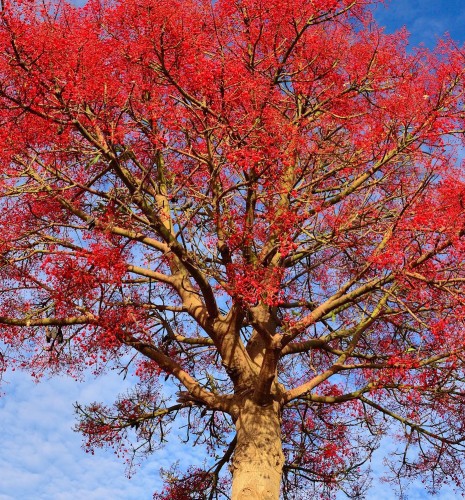BRACHYCHITON ACERIFOLIUS