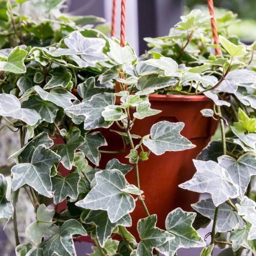 HEDERA HELIX VARIEGATA (LIERRE)