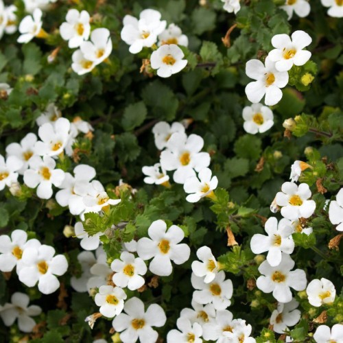 BACOPA