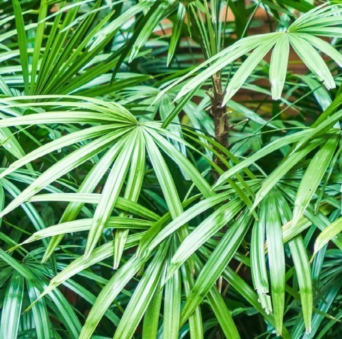 Variant 4