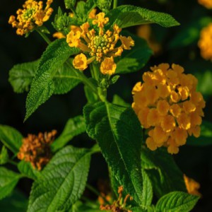 LANTANA CAMARA