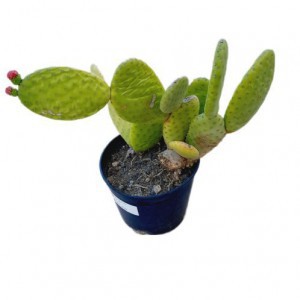 OPUNTIA PAILANA