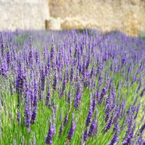 LAVANDULA DENTATA