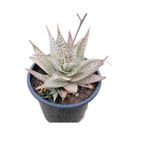 ALOE LATERITIA