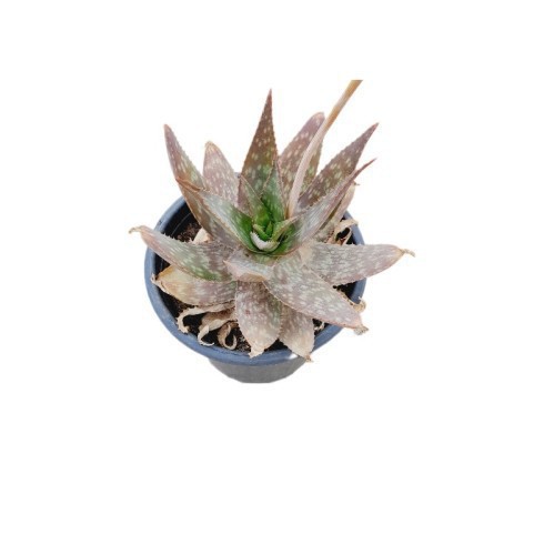 ALOE SAPONARIA