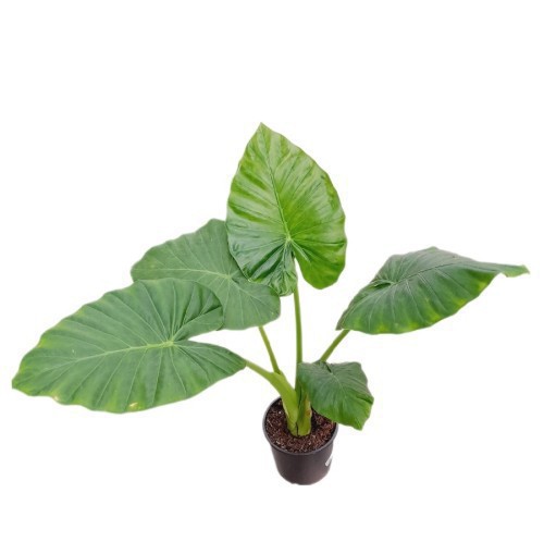 ALOCASIA CUCULLATA