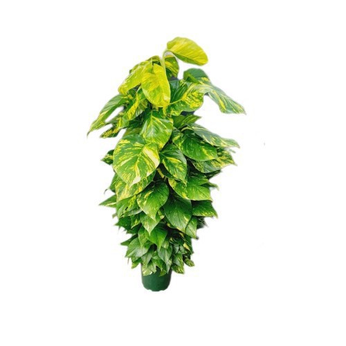 EPIPREMNUM MOSSTOK TUTOR (POTHOS)
