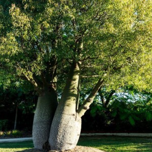 BRACHYCHITON RUPESTRIS