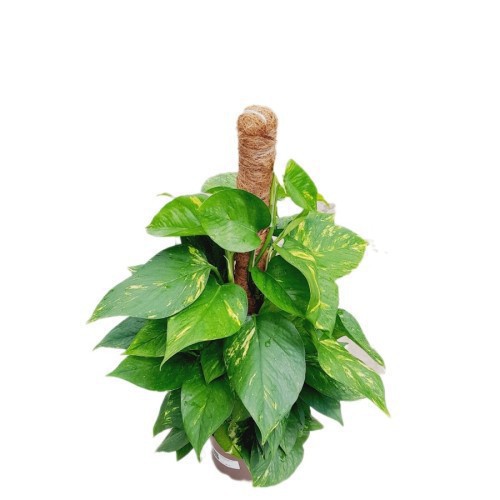 EPIPREMNUM MOSSTOK TUTOR (POTHOS)