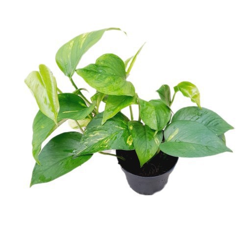 EPIPREMNUM PINNATUM AUREUM
