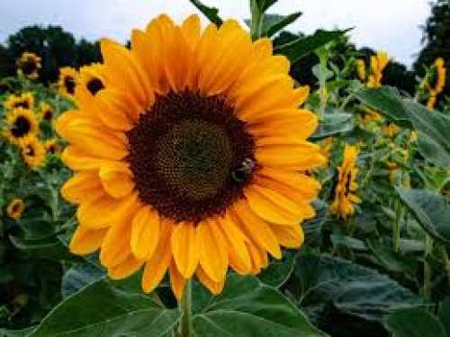 TOURNE SOL
