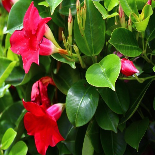 DIPLADENIA (MANDEVILLA)