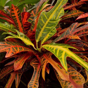 CODIAEUM (CROTON)
