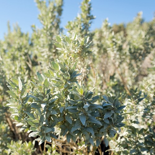 ATRIPLEX SEMIBACCATA