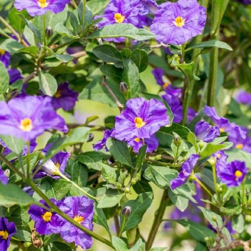SOLANUM RANTONNETII